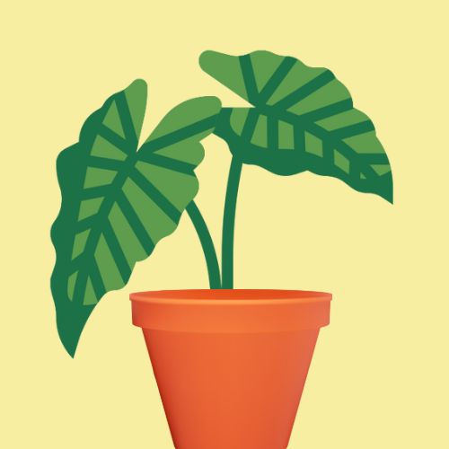 House Plants